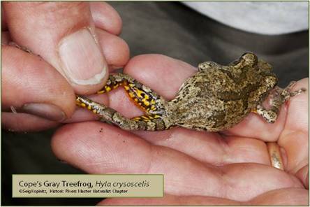 Cope's Gray Treefrog