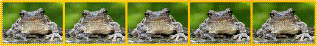 Frog Bannner