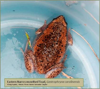 Eastern Narrowmouthed Toad